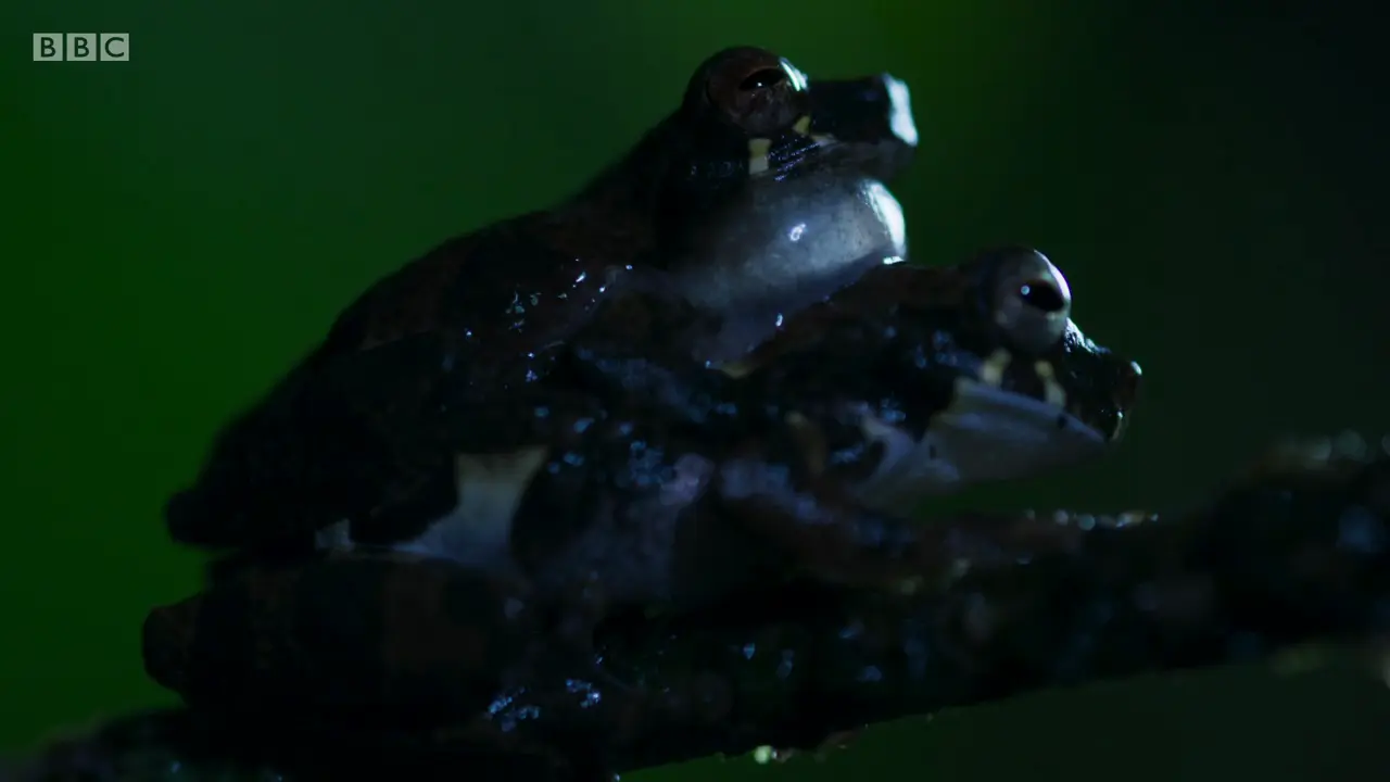 Fitzinger tree frog (Dendropsophus counani) as shown in The Mating Game - Jungles: In the Thick of It